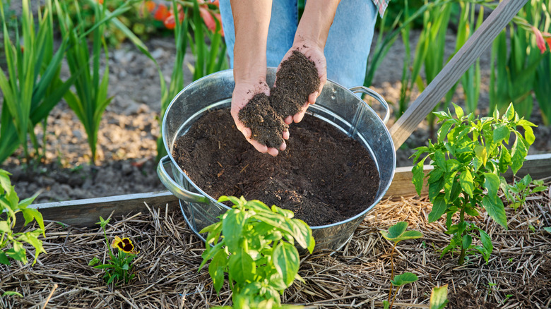 Hands holding compost over a straw mulched raised garden bed with plants