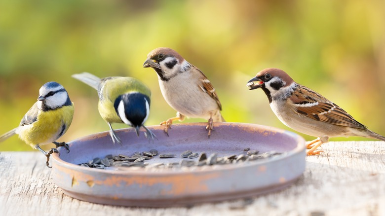 Uccelli su una mangiatoia