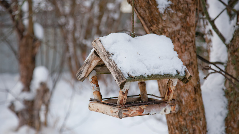 A bird feeder in winter 