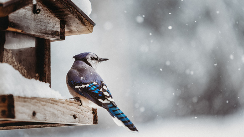 A bird on a feeder 