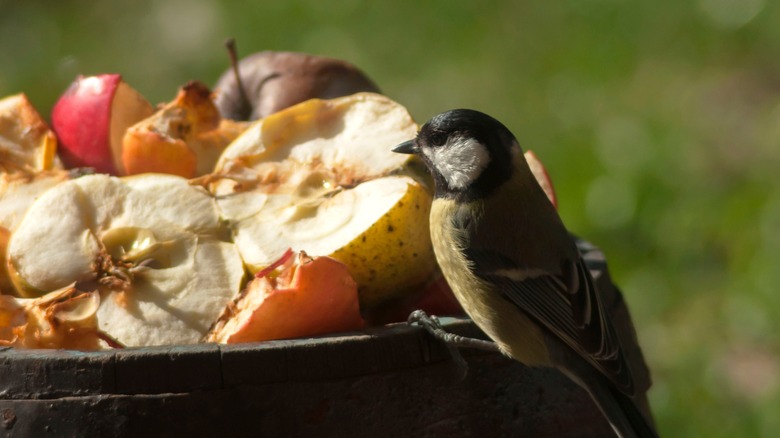 A bird eating fruit 