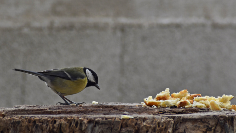 A bird eating bread 