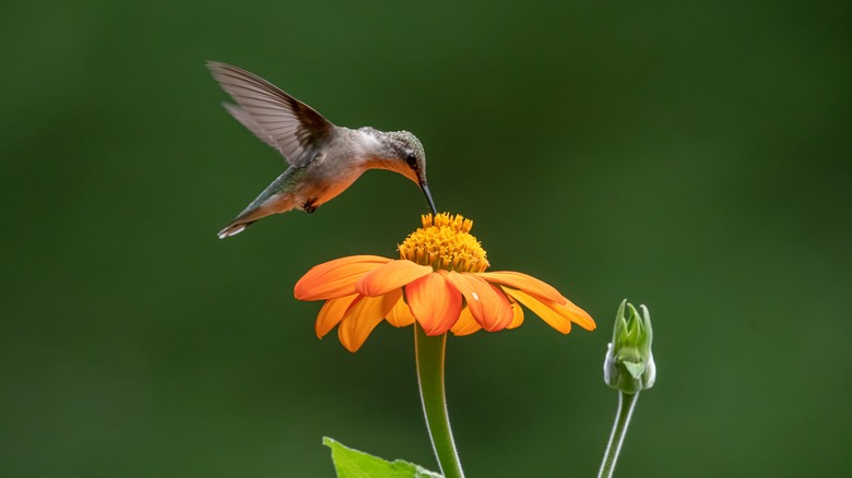 A hummingbird feeding on flowers 