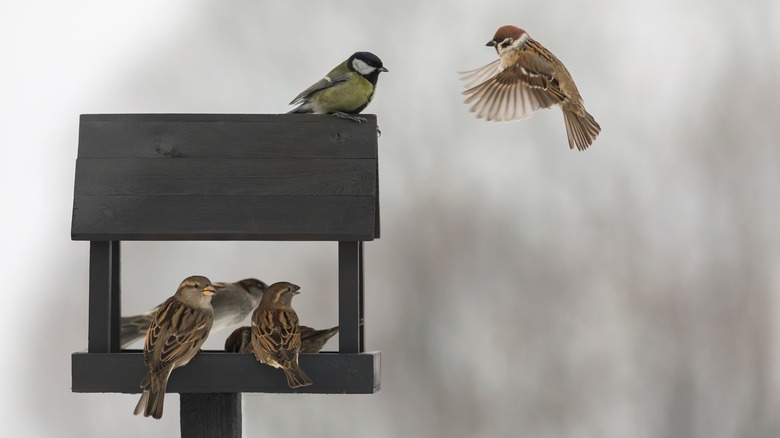 Birds on a feeder