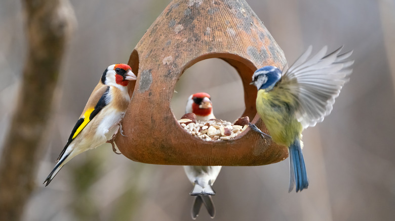 Uccelli che si nutrono di una mangiatoia 