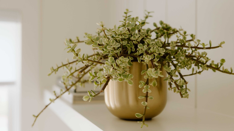 A brass potted plant on a white countertop.