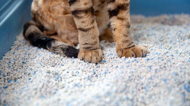 Cat sitting in litter box