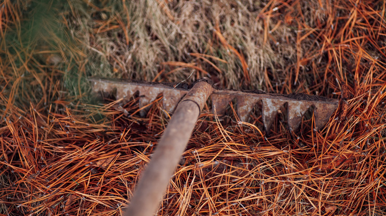 Raking pine needles