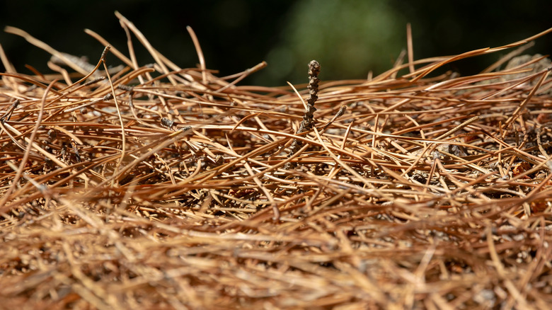 Close-up of pine needles on ground