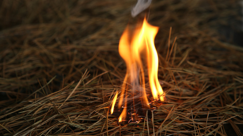 Pine needles burning