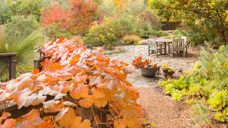 A garden shows off fall foliage.