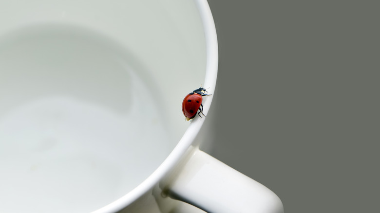 Ladybug on white mug