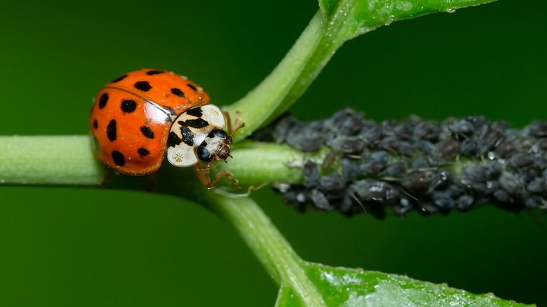 ladybug approaching aphids