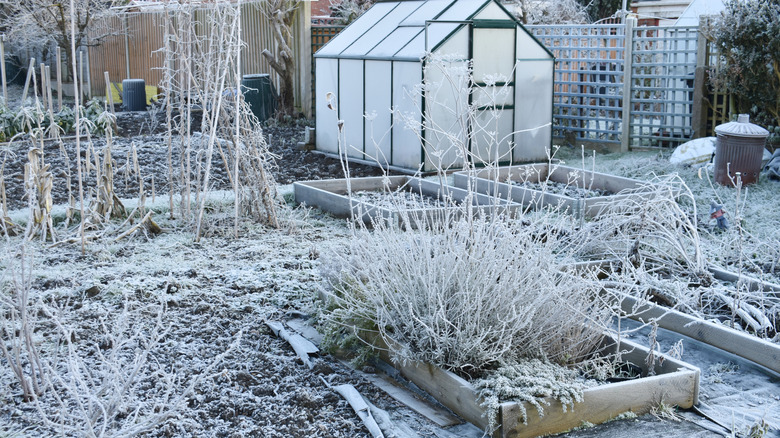 Snow and frost cover a garden filled with raised beds.