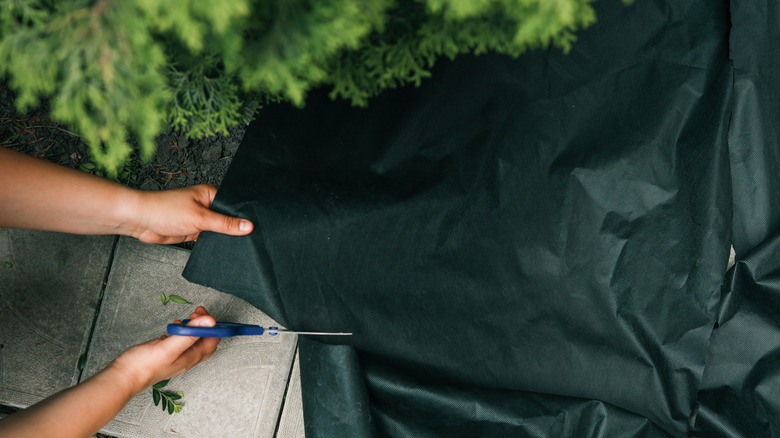 Hands cutting black landscape fabric with scissors while preparing the ground for gardening. The material is used for weed control and soil protection in an outdoor setting with greenery.