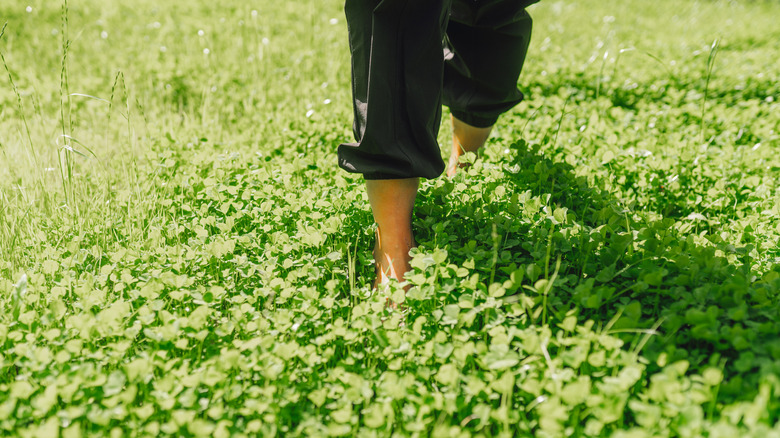 A woman walking on a clover lawn.