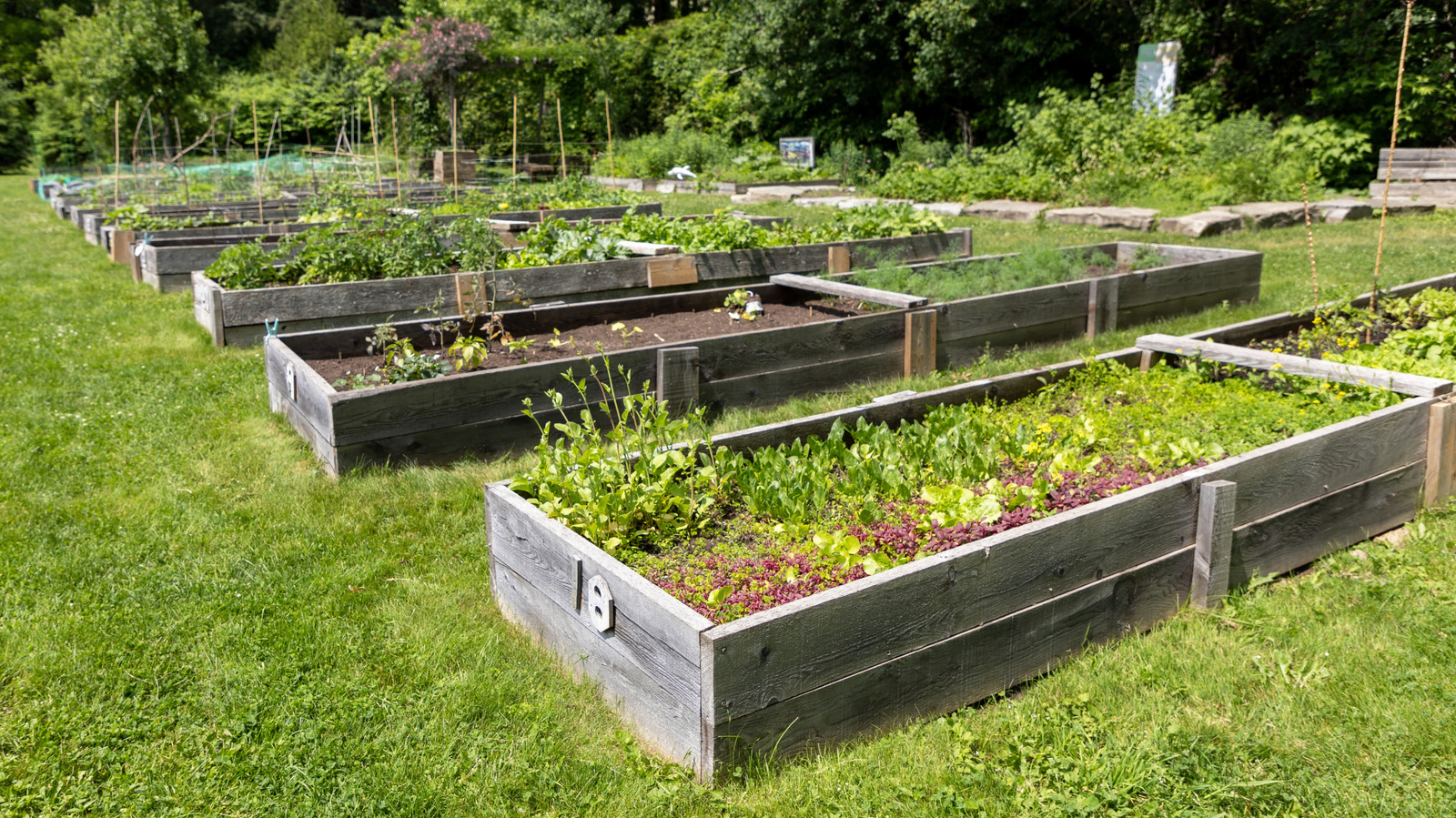 Landscape Fabric Or Organic Mulch For Vegetable Rows?
