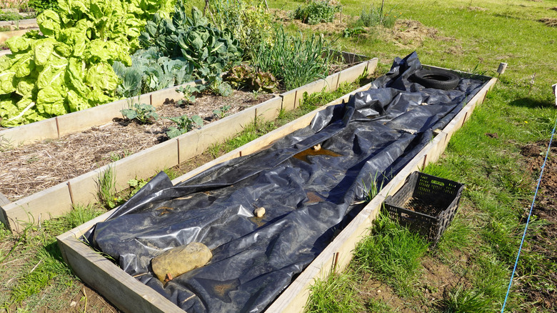 A piece of landscape fabric is used for occultation in a raised garden bed.