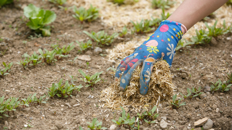 A gardener spreads straw in between the rows of veggies in a garden bed.