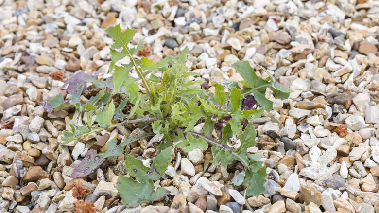 A weed growing in a gravel driveway.