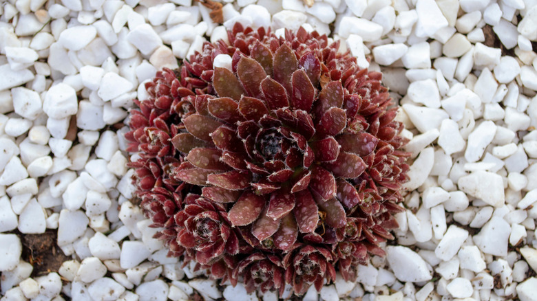 A red Sempervivum alpine rockery plant surrounded by white pea gravel.
