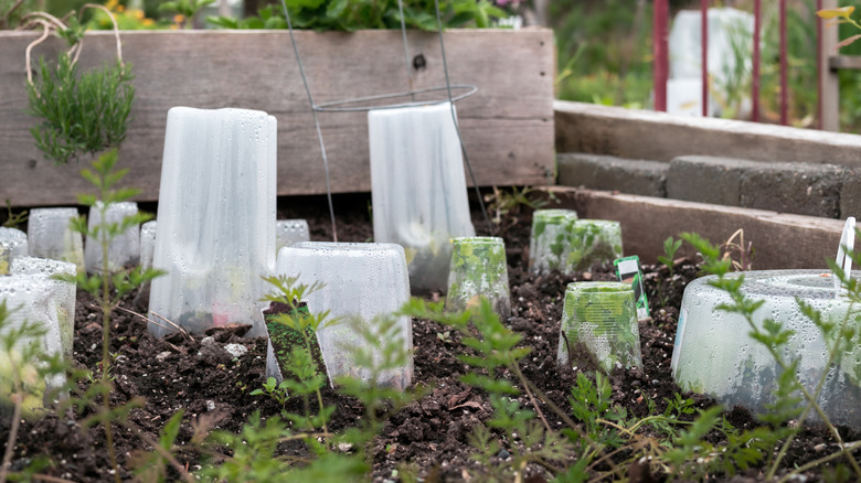 different sized plastic containers placed over young plant seedlings in garden