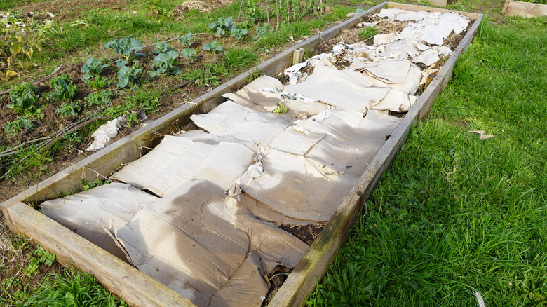 raised wooden vegetable garden filled with the lasagna method, with a layer of cardboard.