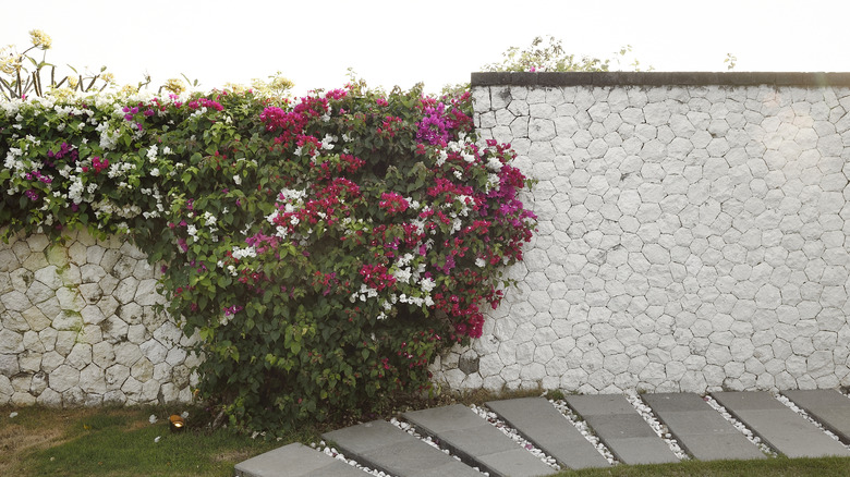 White masonry garden wall with bougainvilleas growing over top