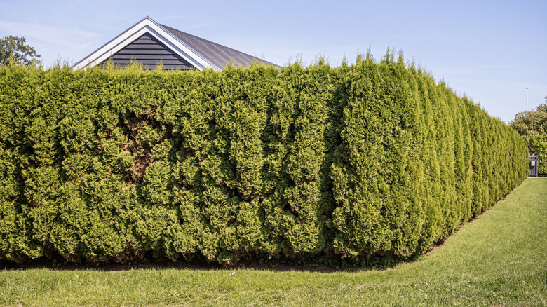 House surrounded by a large hedge