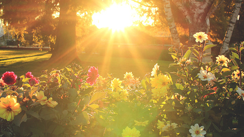 The sun shining on a flower bed