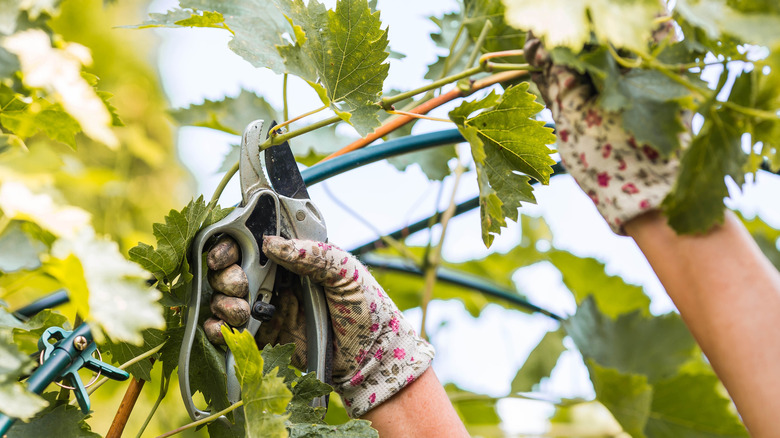 Close-up of a person pruning