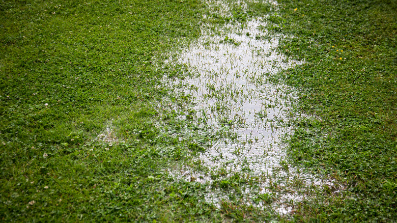 A flooded patch of lawn