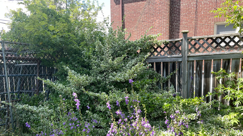 An unkempt garden with lots of overgrown plants and shrubs
