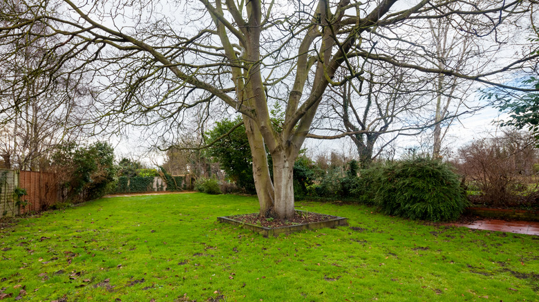 A mature tree in the middle of a garden