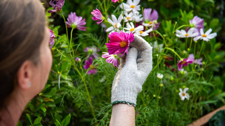 A woman gently inspecting flowers in the garden
