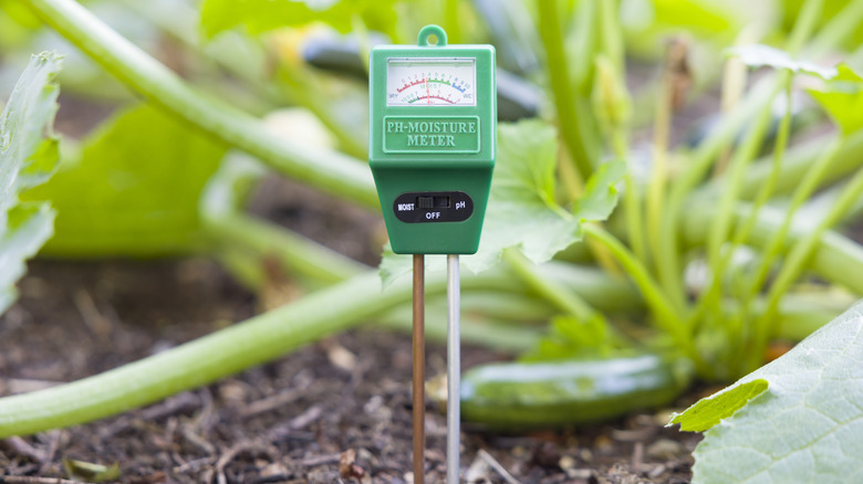 A patch of soil with a moisture and pH meter
