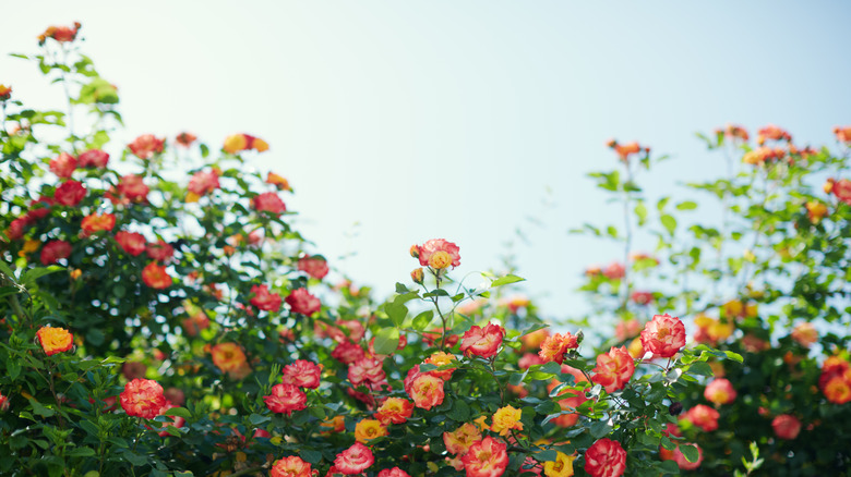 climbing roses against the sky