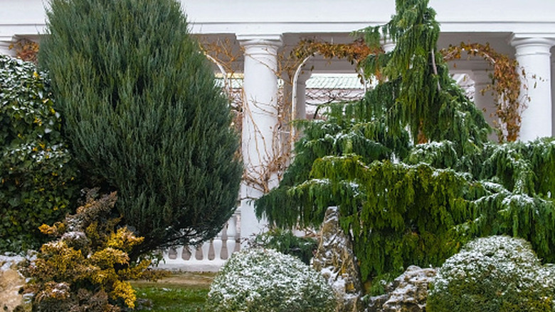 winter garden dusted with snow