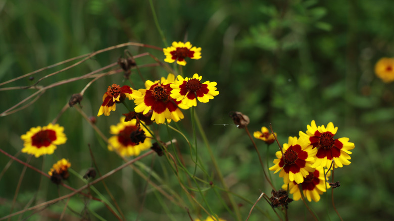 close up of Coreopsis tinctoria in bloom