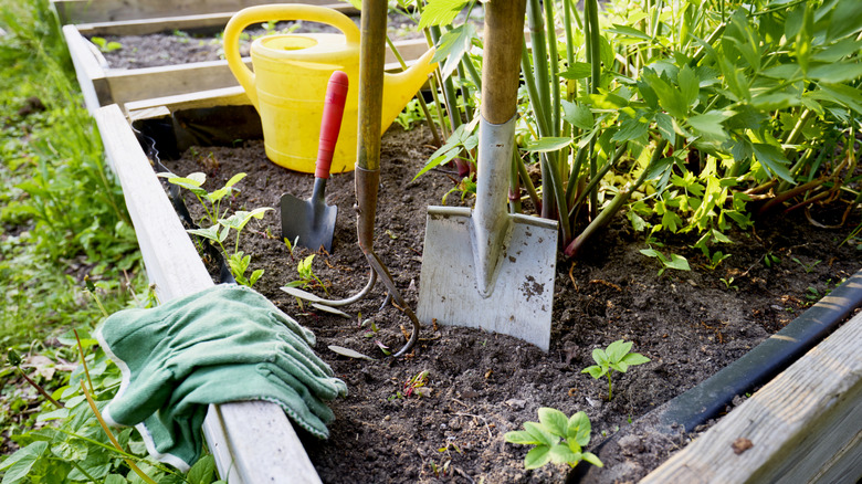 Gardening tools poised to work in a garden bed