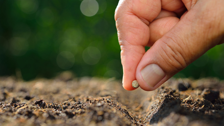 gardener planting seeds