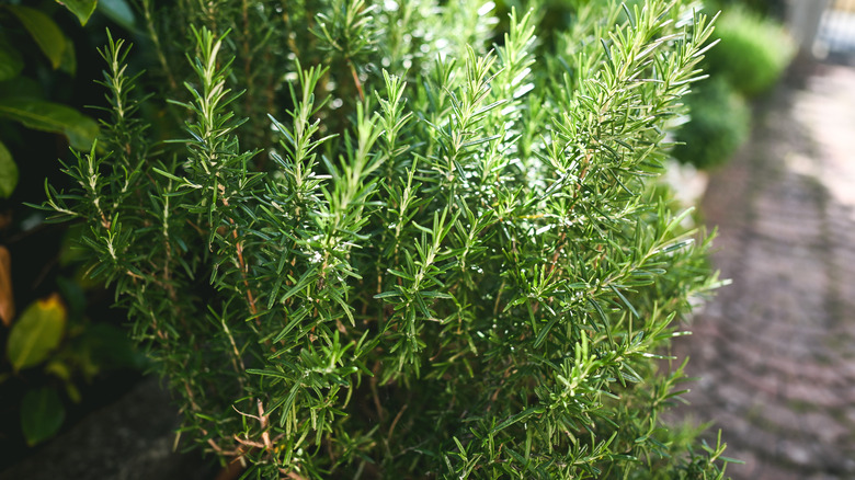 Close up of a rosemary plant with healthy green growth