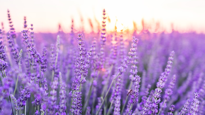 Lavender in field close up