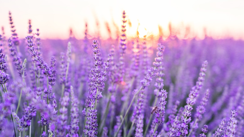 Lavender: Everything You Need To Know Before Planting