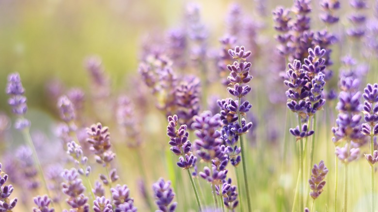 lavender in field