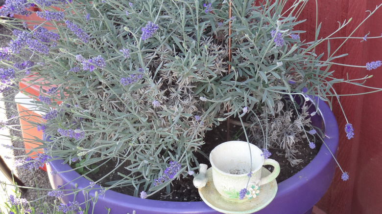 Lavender growing outdoors in a purple pot with teacup set on rim.