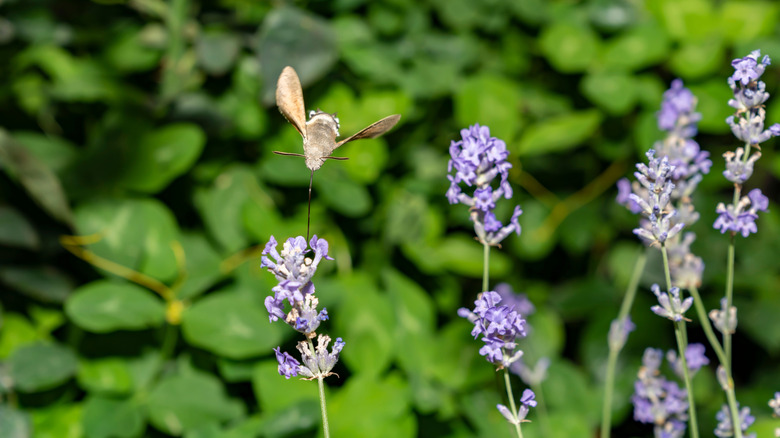 Hummingbird hawk-moth flying over blooming lavender