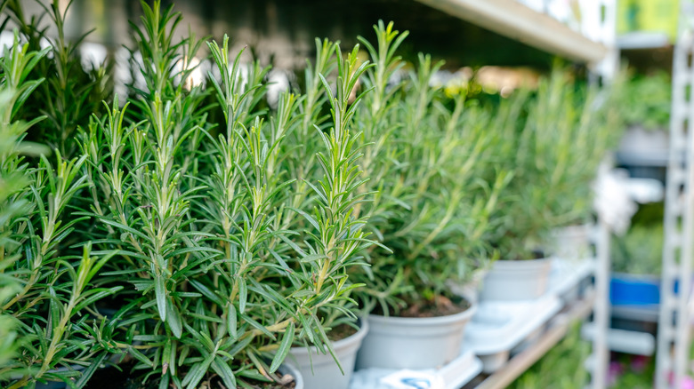 Rosemary plants growing in pots