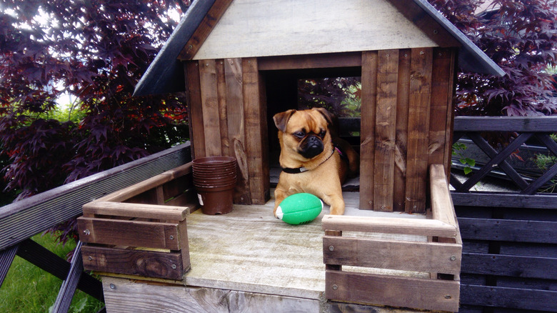 dog guarding toy in doghouse