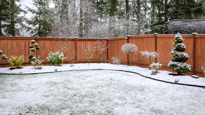 snowy backyard